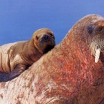morsa hembra y su cria