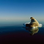 morsa en iceberg